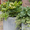 Helleborus Helleborus ''Niger'' Helleborus Helleborus ''Niger''