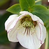 Helleborus Helleborus ''Orientalis'' Helleborus Helleborus ''Orientalis''