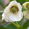 Helleborus Helleborus ''Orientalis'' Helleborus Helleborus ''Orientalis''