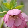 Helleborus Helleborus ''Orientalis'' Helleborus Helleborus ''Orientalis''