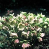 Helleborus Helleborus ''Orientalis'' Helleborus Helleborus ''Orientalis''