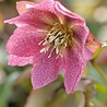 Helleborus Helleborus ''Orientalis'' Helleborus Helleborus ''Orientalis''
