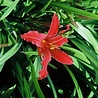 Hemerocallis Hemerocallis ''Sammy Russel'' Hemerocallis Hemerocallis ''Sammy Russel''