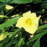 Hemerocallis ''Stella D' Oro''