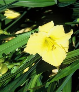 Hemerocallis ''Stella D' Oro''