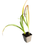 Hemerocallis Hemerocallis ''White Out'' Hemerocallis Hemerocallis ''White Out''