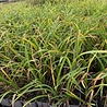 Hemerocallis Hemerocallis ''White Out'' Hemerocallis Hemerocallis ''White Out''