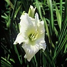 Hemerocallis Hemerocallis ''White Out'' Hemerocallis Hemerocallis ''White Out''