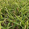 Hemerocallis Hemerocallis ''White Out'' Hemerocallis Hemerocallis ''White Out''