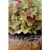 Heuchera 'Caramel'