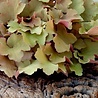 Heuchera Heuchera 'Caramel' Heuchera Heuchera 'Caramel'