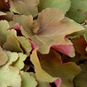 Heuchera Heuchera 'Caramel' Heuchera Heuchera 'Caramel'