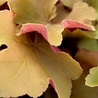 Heuchera Heuchera 'Caramel' Heuchera Heuchera 'Caramel'
