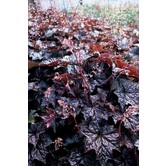 Heuchera micrantha 'Palace Purple'