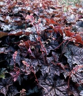 Heuchera micrantha 'Palace Purple'