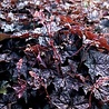Heuchera Heuchera micrantha 'Palace Purple' Heuchera Heuchera micrantha 'Palace Purple'