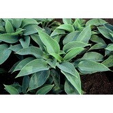 Hosta 'Halcyon'