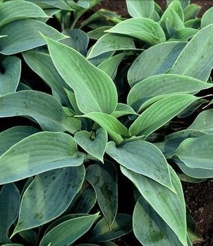 Hosta 'Halcyon'