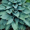 Hosta Hosta 'Halcyon' Hosta Hosta 'Halcyon'