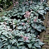 Hosta Hosta 'Halcyon' Hosta Hosta 'Halcyon'