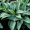 Hosta Hosta 'Halcyon' Hosta Hosta 'Halcyon'