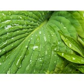 Hosta 'Royal Standard'