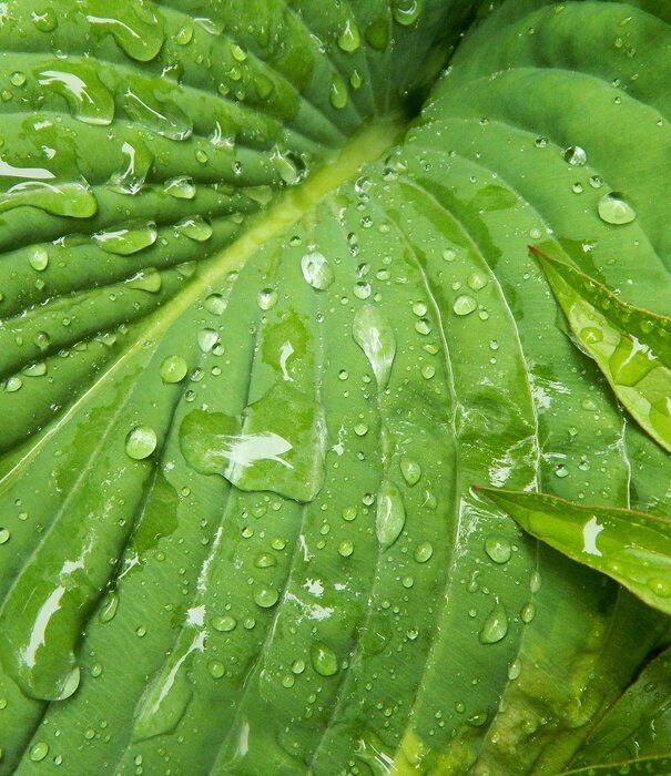 Hosta Hosta 'Royal Standard'