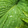 Hosta Hosta 'Royal Standard' Hosta Hosta 'Royal Standard'