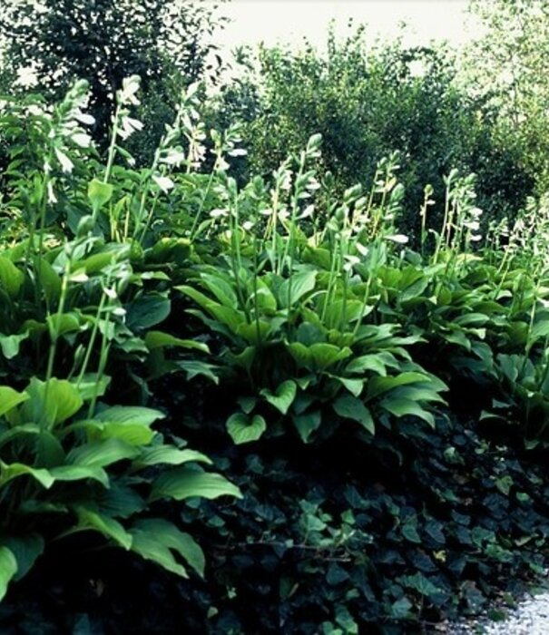 Hosta Hosta 'Royal Standard'
