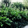 Hosta Hosta 'Royal Standard' Hosta Hosta 'Royal Standard'