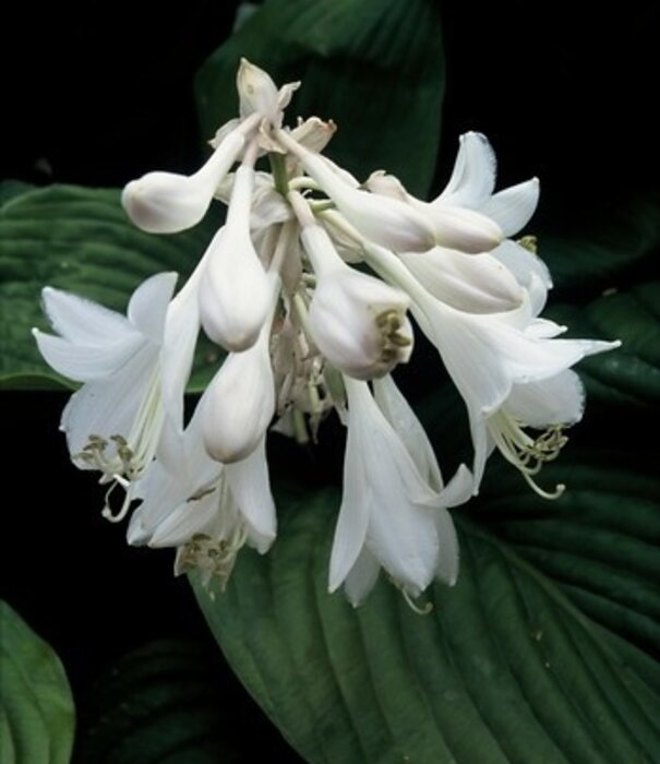 Hosta Hosta 'Royal Standard'
