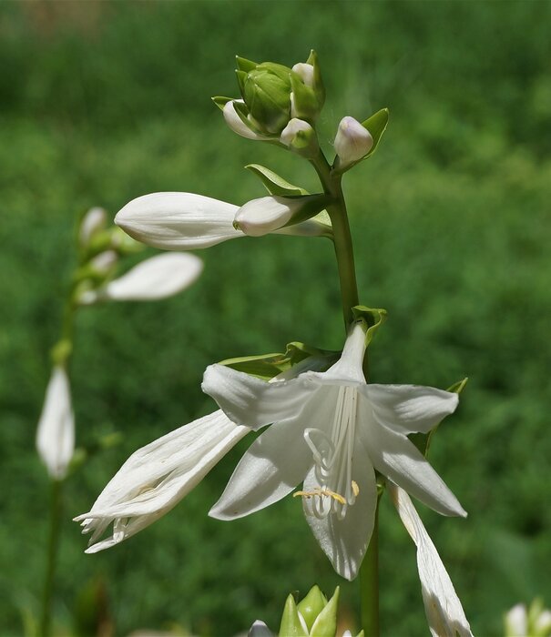 Hosta Hosta 'Royal Standard'