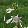 Hosta Hosta 'Royal Standard' Hosta Hosta 'Royal Standard'