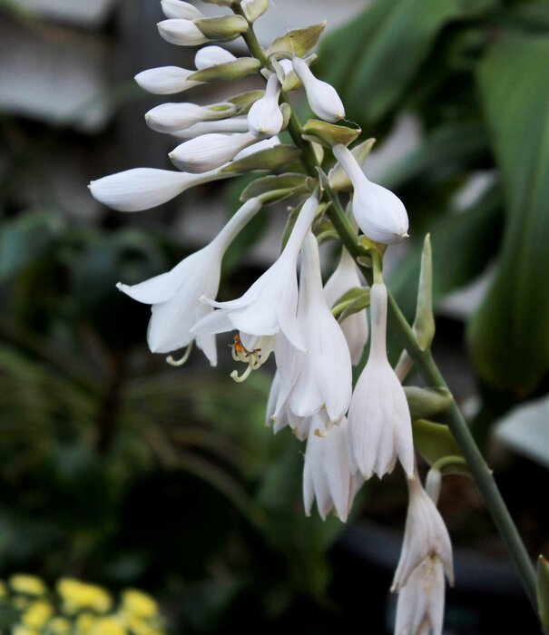 Hosta Hosta 'Royal Standard'