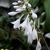 Hosta Hosta 'Royal Standard' Hosta Hosta 'Royal Standard'