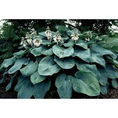 Hosta sieboldiana 'Elegans'