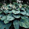 Hosta Hosta sieboldiana 'Elegans' Hosta Hosta sieboldiana 'Elegans'