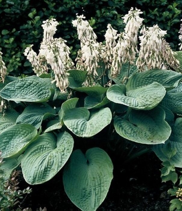Hosta Hosta sieboldiana 'Elegans'