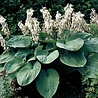 Hosta Hosta sieboldiana 'Elegans' Hosta Hosta sieboldiana 'Elegans'