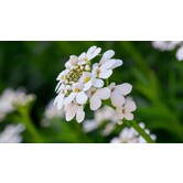 Iberis sempervirens 'Schneeflocke'