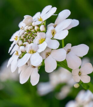 Iberis sempervirens 'Schneeflocke'
