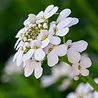 Iberis Iberis sempervirens 'Schneeflocke' Iberis Iberis sempervirens 'Schneeflocke'