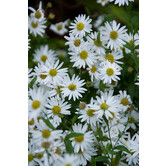 Kalimeris incisa 'Alba'