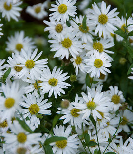 Kalimeris incisa 'Alba'