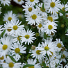 Kalimeris Kalimeris incisa 'Alba' Kalimeris Kalimeris incisa 'Alba'
