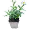 Kalimeris Kalimeris incisa 'Alba' Kalimeris Kalimeris incisa 'Alba'