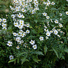 Kalimeris Kalimeris incisa 'Alba' Kalimeris Kalimeris incisa 'Alba'