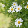 Kalimeris Kalimeris incisa 'Alba' Kalimeris Kalimeris incisa 'Alba'