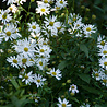 Kalimeris Kalimeris incisa 'Alba' Kalimeris Kalimeris incisa 'Alba'