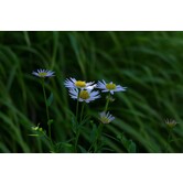 Kalimeris incisa 'Blue Star'